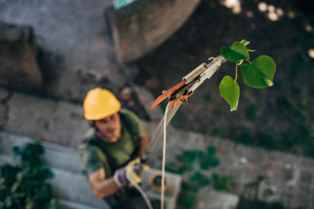 Best Tree Pruning Services  in North Yelm, WA